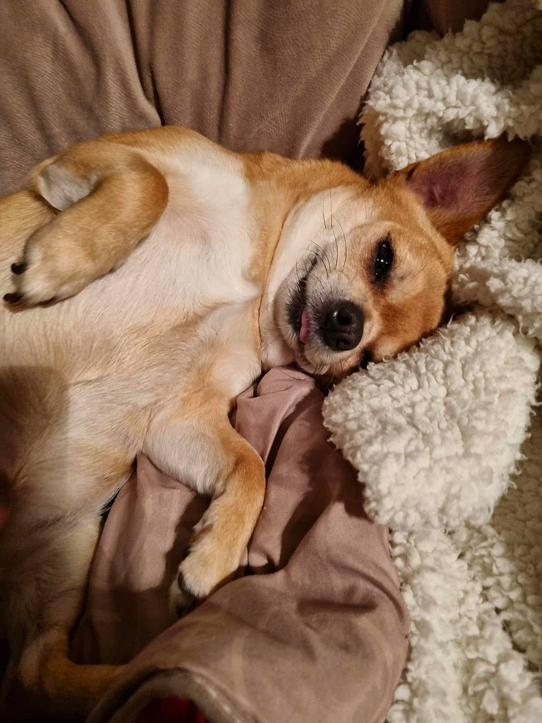 Nikita participe au concours pour gagner de l'argent avec cette photo : bed, canidae, carnivore, comfort, companion_dog, dog, dog_breed, ear, fawn, fur, linens, nap, paw, puppy, puppy_love, sleep, snout, sporting_group, whiskers