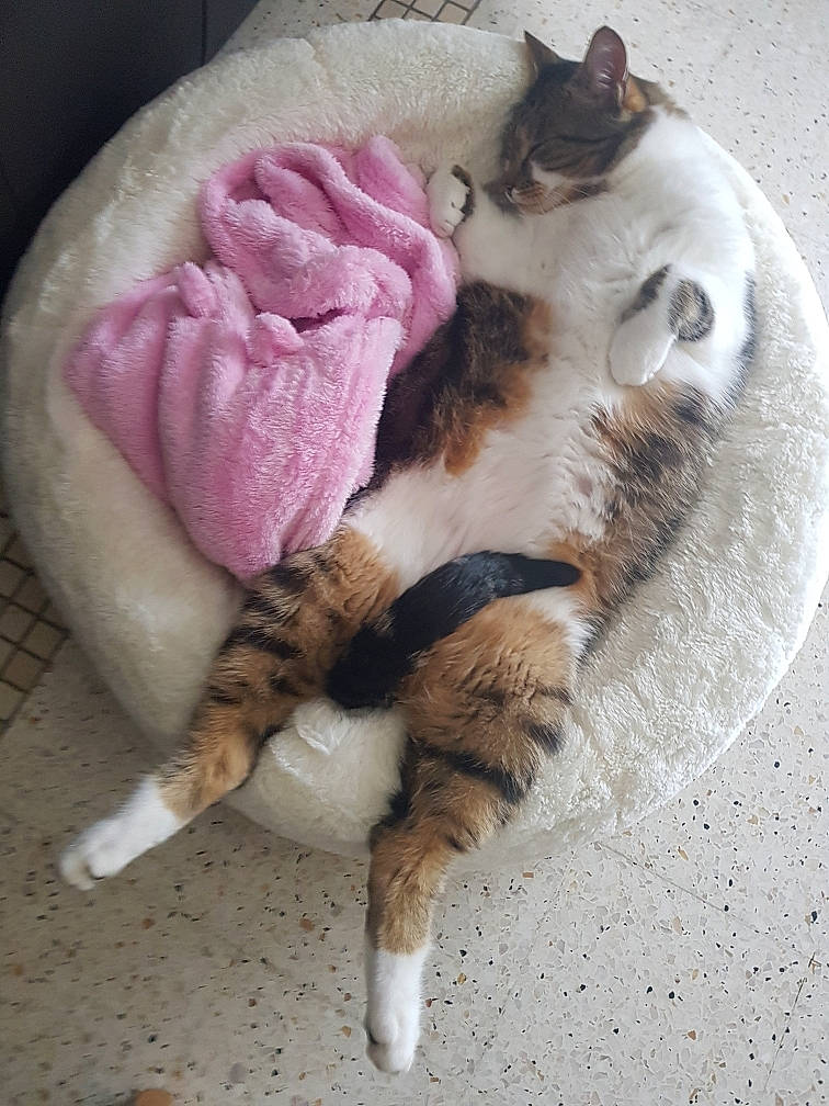 Guizmo participe au concours pour gagner de l'argent avec cette photo : carnivore, cat, claw, comfort, companion_dog, domestic_short_haired_cat, fawn, felidae, flooring, fur, linens, mammal, nap, paw, sleep, small_to_medium_sized_cats, snout, tail, vertebrate, whiskers