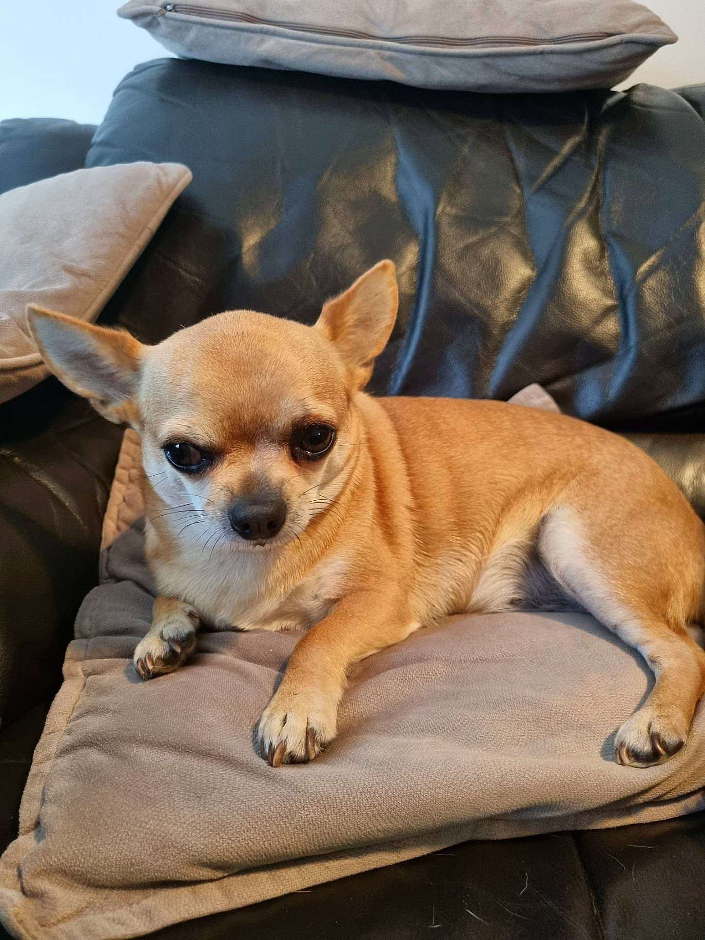 Nikita participe au concours pour gagner de l'argent avec cette photo : carnivore, chihuahua, comfort, companion_dog, corgi_chihuahua, dog, dog_breed, dog_supply, fawn, fur, hat, non_sporting_group, paw, sitting, soft_drink, sunglasses, terrestrial_animal, toy_dog, whiskers, working_animal