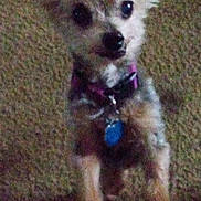 Baby joined the competition — help win amazing prizes! dog, small_dog, scruffy_fur, carpet, pet, animal, indoor, curious, looking_up, collar, tag, ears, fur, cute, domestic_animal, standing, companion, friend, mammal, canine