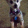 dog, small_dog, scruffy_fur, carpet, pet, animal, indoor, curious, looking_up, collar, tag, ears, fur, cute, domestic_animal, standing, companion, friend, mammal, canine