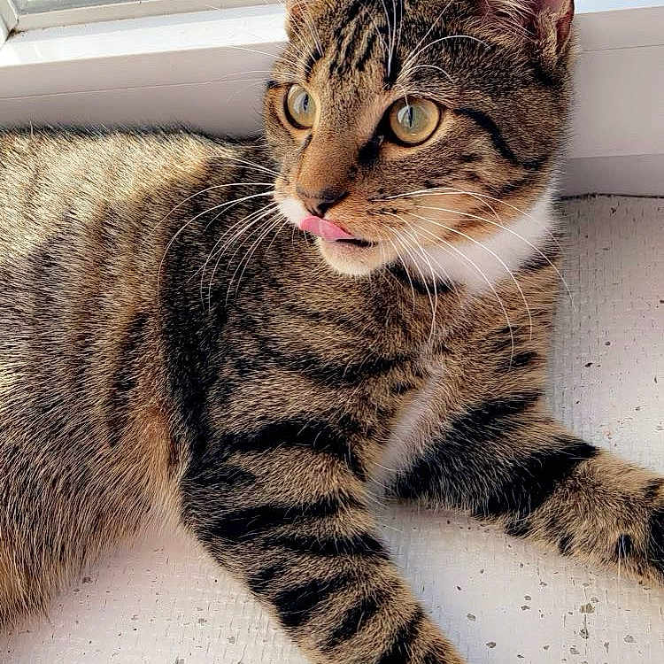 Simba a rejoint le concours — aidez-le/la à gagner de superbes lots ! abyssinian, animal, bodypart, cat, egyptiancat, kitten, manx, mouth, ocelot, person, pet, window, windowsill