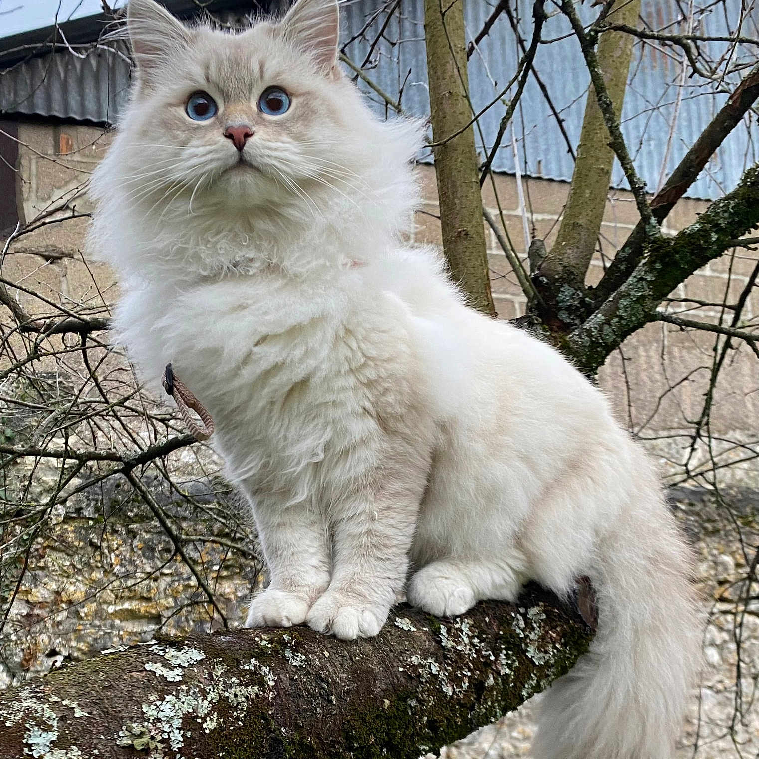 Yuki participe au concours pour gagner de l'argent avec cette photo : angora, animal, backyard, canine, cat, dog, flower, kitten, manx, nature, outdoors, pet, plant, siamese, tree, treetrunk, white, whitedog, wood, yard