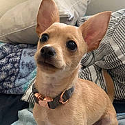 Levi joined the competition — help win amazing prizes! dog, puppy, tan, small_dog, bed, blanket, pillow, collar, ears, cute, indoor, pet, animal, looking_up, furniture, cozy, domestic, canine, young_dog, curious