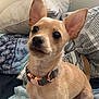 dog, puppy, tan, small_dog, bed, blanket, pillow, collar, ears, cute, indoor, pet, animal, looking_up, furniture, cozy, domestic, canine, young_dog, curious