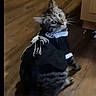 Juliette is registered to the contest to win money with this photo: animal, bow_tie, cat, costume, curious, cute, domestic_cat, ears, feline, fur, indoor, lace, looking_back, outfit, pet, sitting, tabby, tail, whiskers, wooden_floor