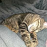 Juliette joined the competition — help win amazing prizes! animal, blanket, cat, closeup, comfort, cozy, cute, feline, fur, gray, indoor, paw, peaceful, pet, relaxed, resting, skin, sleeping, tabby, tattoo