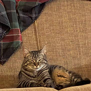 Juliette is registered to the contest to win money with this photo: cat, tabby_cat, sofa, couch, plaid_blanket, indoor, cozy, relaxed, napping, feline, stripes, whiskers, paws, ears, upholstery, living_room, fabric, pet, comfortable, portrait