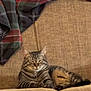 cat, tabby_cat, sofa, couch, plaid_blanket, indoor, cozy, relaxed, napping, feline, stripes, whiskers, paws, ears, upholstery, living_room, fabric, pet, comfortable, portrait