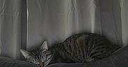 Juliette joined the competition — help win amazing prizes! animal, calm, cat, comfort, couch, cozy, curtains, domestic, feline, fur, furniture, home, indoor, nap, pet, quiet, relaxing, resting, sleeping, tabby_cat