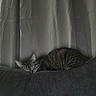 animal, calm, cat, comfort, couch, cozy, curtains, domestic, feline, fur, furniture, home, indoor, nap, pet, quiet, relaxing, resting, sleeping, tabby_cat