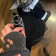 Juliette is registered to the contest to win money with this photo: animal, apparel, black_clothing, cat, clothing, curious, cute, domestic_animal, feline, floor, hand, indoor, looking_up, person, pet, tabby, tail, whiskers, white_collar, wooden_floor