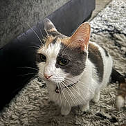 Mayy joined the competition — help win amazing prizes! cat, calico_cat, pet, indoor, whiskers, collar, bell, rug, carpet, couch, furniture, closeup, portrait, feline, curious, looking_up, paw, fur, home, domestic_animal