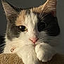 cat, calico_cat, pet, feline, close_up, portrait, paws, whiskers, green_eyes, pink_nose, fur, ears, collar, bell, indoor, soft_light, cute, curious, perch, facial_closeup