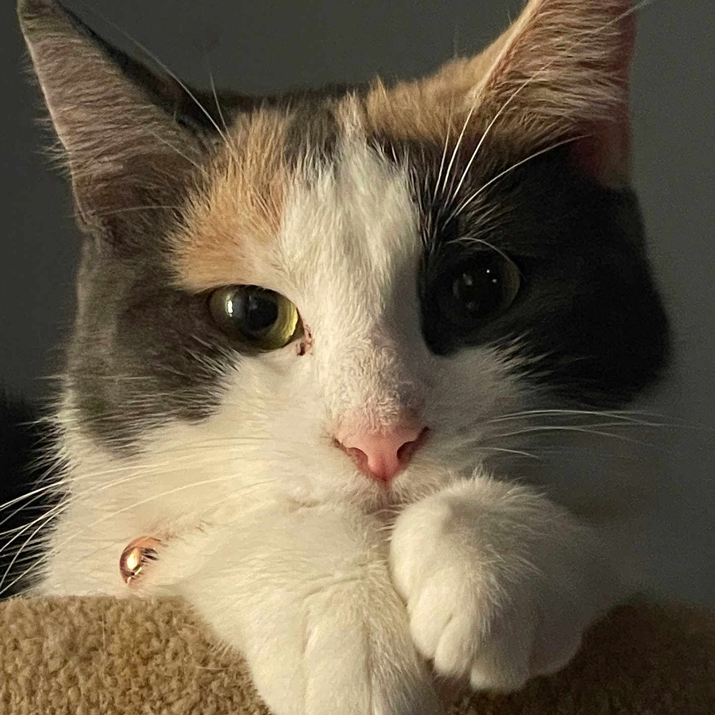 Mayy is registered to the contest to win money with this photo: bell, calico_cat, cat, close_up, collar, curious, cute, ears, facial_closeup, feline, fur, green_eyes, indoor, paws, perch, pet, pink_nose, portrait, soft_light, whiskers