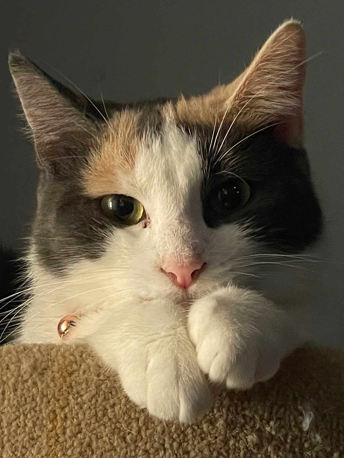 Mayy is registered to the contest to win money with this photo: cat, calico_cat, pet, feline, close_up, portrait, paws, whiskers, green_eyes, pink_nose, fur, ears, collar, bell, indoor, soft_light, cute, curious, perch, facial_closeup