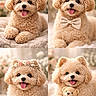 Lucky is registered to the contest to win money with this photo: dog, puppy, fluffy, curly_fur, bow_tie, flower_crown, teddy_bear, cute, happy, tongue_out, pet, portrait, collage, soft_background, bokeh, indoor, cozy, smiling, animal, adorable