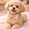 adorable, animal, bow_tie, close_up, cozy, curly_fur, cute, dog, fluffy, fuzzy, happy, indoors, lying_down, pet, poodle, portrait, smiling, soft_texture, tongue_out, warm_lighting