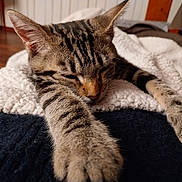 Alf participe au concours pour gagner de l'argent avec cette photo : cat, kitten, tabby, sleeping, stretching, paws, feline, pet, animal, indoor, blanket, soft, cozy, resting, fur, closeup, cute, relaxed, home, comfort
