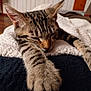 cat, kitten, tabby, sleeping, stretching, paws, feline, pet, animal, indoor, blanket, soft, cozy, resting, fur, closeup, cute, relaxed, home, comfort