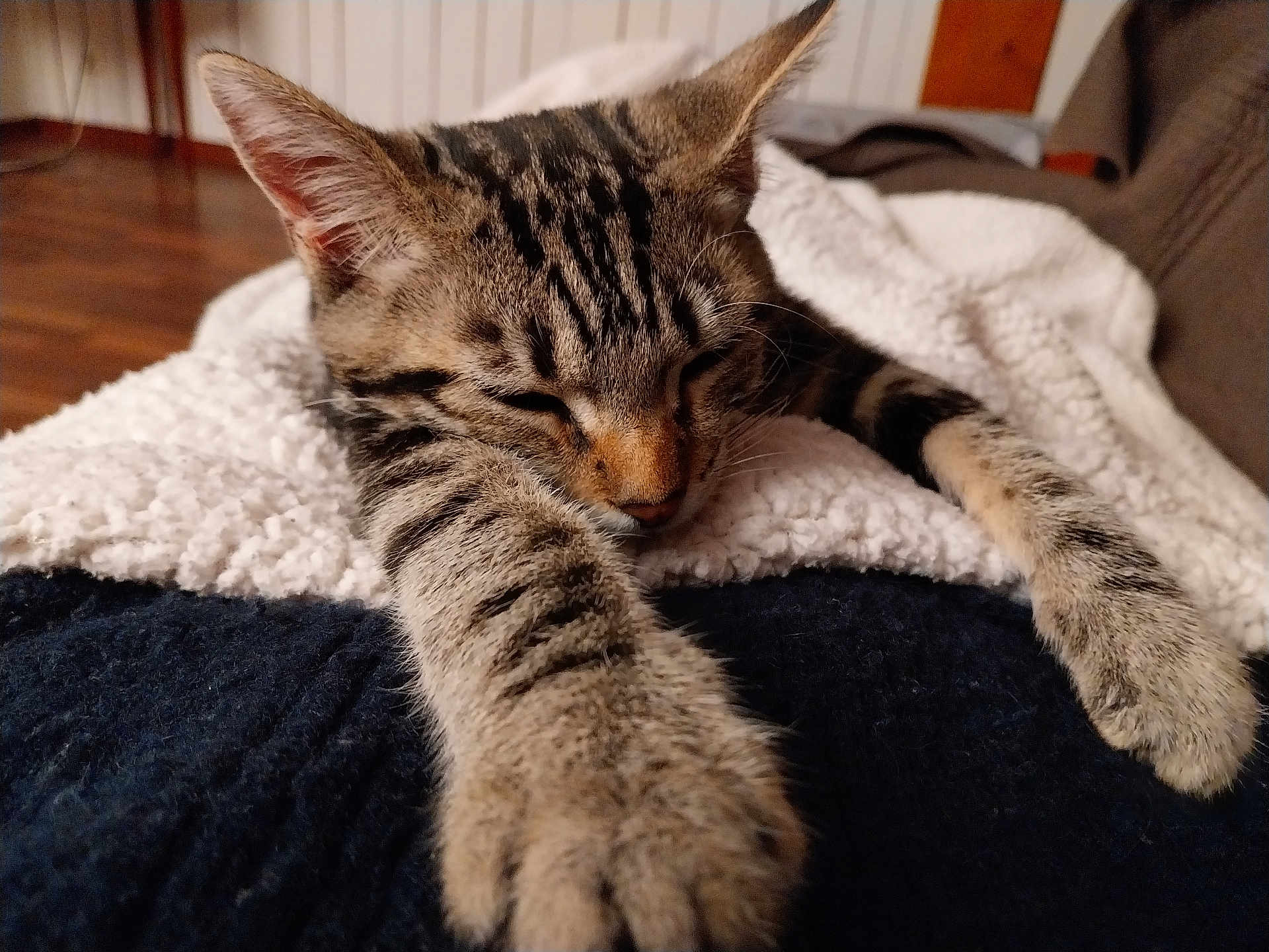 Alf participe au concours pour gagner de l'argent avec cette photo : cat, kitten, tabby, sleeping, stretching, paws, feline, pet, animal, indoor, blanket, soft, cozy, resting, fur, closeup, cute, relaxed, home, comfort