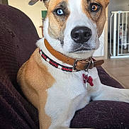 Nalla participe au concours pour gagner de l'argent avec cette photo : dog, heterochromia, blue_eye, brown_eye, collar, pet, indoor, couch, furniture, painting, living_room, animal, canine, relaxed, looking_at_camera, brown_and_white, domestic, portrait, paw, resting