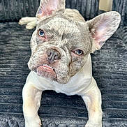 Atlas is registered to the contest to win money with this photo: close_up, couch, cute, dog, ears, eyes, french_bulldog, fur, gray, indoor, laying, looking_up, nose, paw, pet, portrait, sofa, teeth, upholstery, white