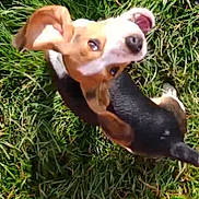 Snoopy a rejoint le concours — aidez-le/la à gagner de superbes lots ! animal, appenzeller, ball, beagle, bostonbull, boxer, bulldog, canine, chihuahua, dog, grass, hound, pet, pitbull, plant, puppy, snout, sport, tennis, tennisball