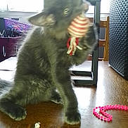 Baloo a rejoint le concours — aidez-le/la à gagner de superbes lots ! accessories, animal, architecture, building, canine, cat, dog, furniture, hardwood, indoors, interiordesign, jewelry, kitten, livingroom, necklace, pet, room, strap, table, wood