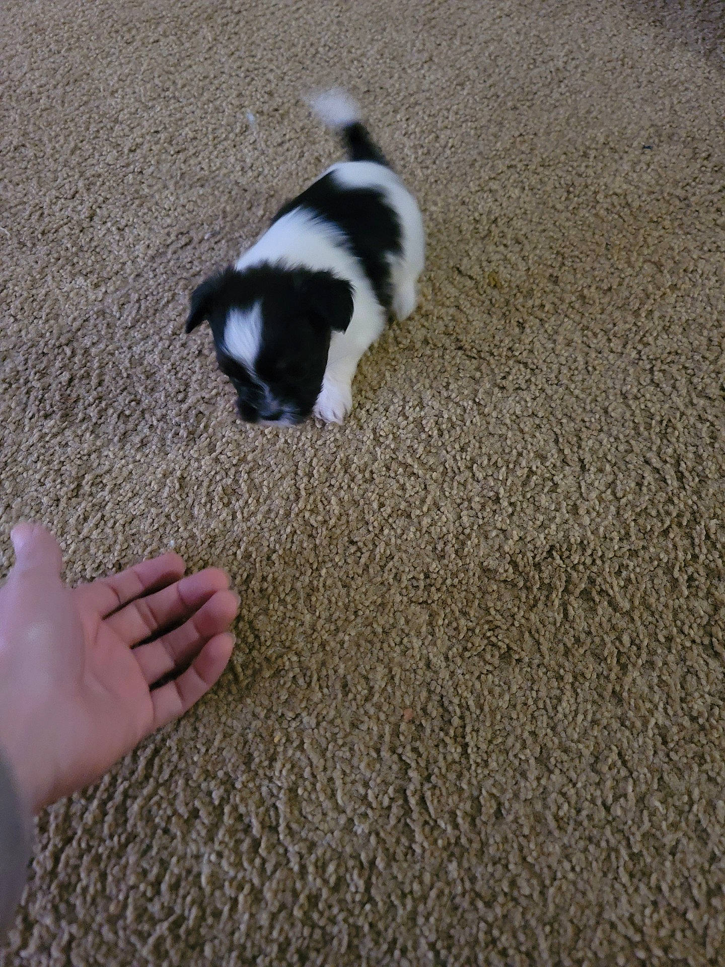 Bacon is registered to the contest to win money with this photo: canidae, carnivore, companion_dog, dog, dog_breed, flooring, foot, fur, grass, hardwood, non_sporting_group, shadow, soil, sporting_group, tail