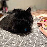 Atticus joined the competition — help win amazing prizes! cat, black_cat, pet, indoor, bed, blanket, anchor_pattern, loaf, whiskers, fur, collar, tag, sleepy, portrait, bokeh, shallow_depth_of_field, lamp, nightstand, cozy, domestic