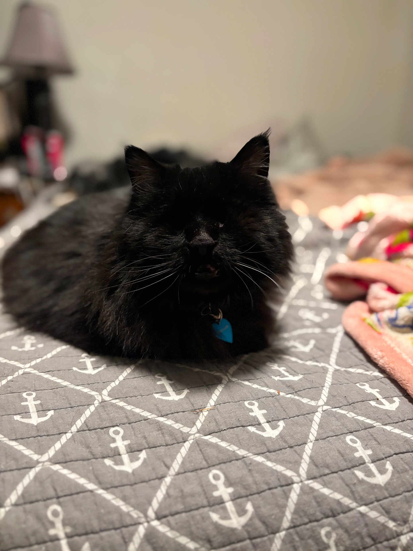 Atticus joined the competition — help win amazing prizes! cat, black_cat, pet, indoor, bed, blanket, anchor_pattern, loaf, whiskers, fur, collar, tag, sleepy, portrait, bokeh, shallow_depth_of_field, lamp, nightstand, cozy, domestic