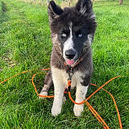 Alvin participe au concours pour gagner de l'argent avec cette photo : dog, puppy, husky, blue_eyes, fluffy, black_and_white, grass, leash, orange_leash, collar, sitting, tongue_out, ears, outdoors, field, fence, close_up, portrait, nature, playful