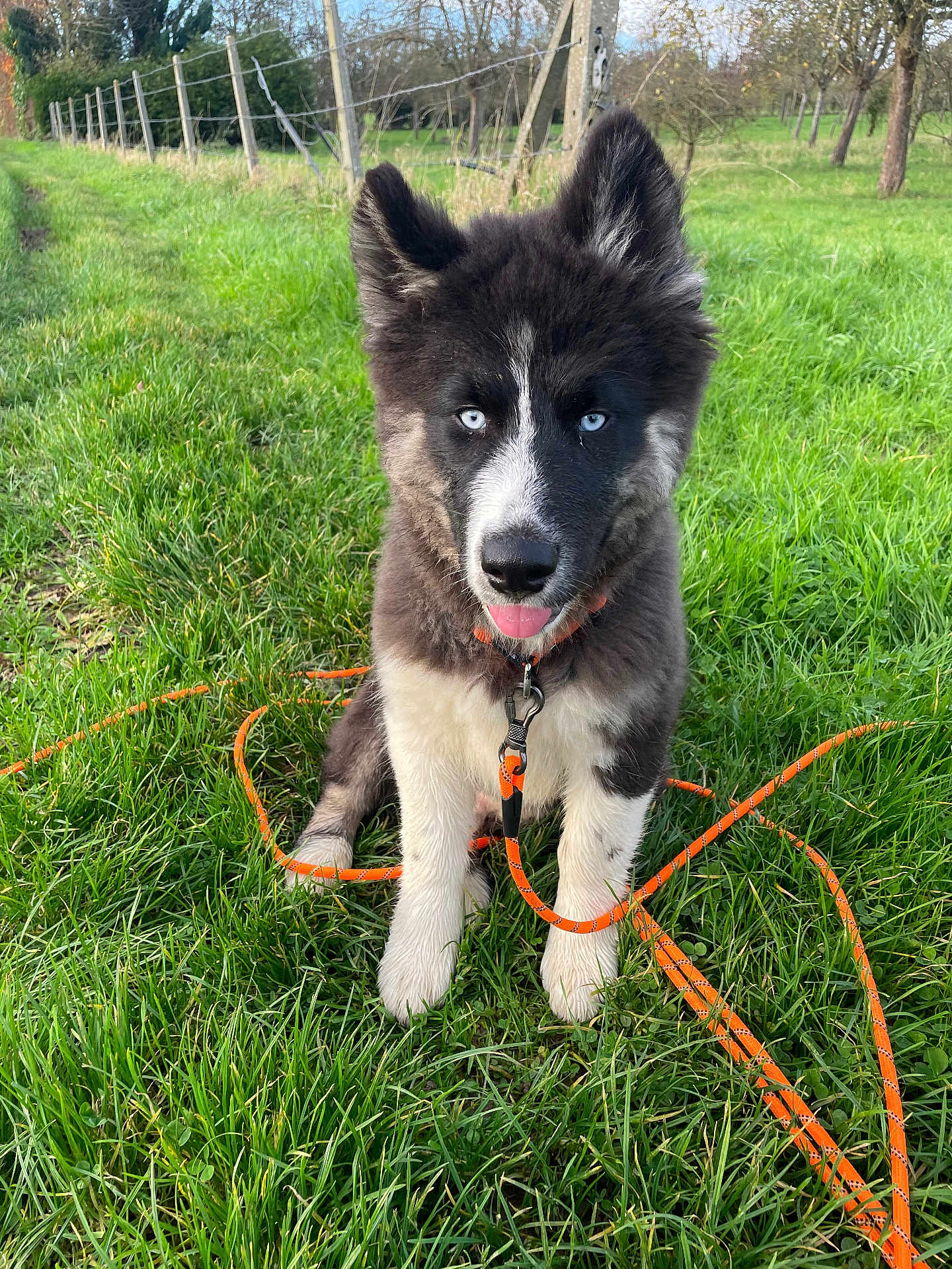 Alvin participe au concours pour gagner de l'argent avec cette photo : dog, puppy, husky, blue_eyes, fluffy, black_and_white, grass, leash, orange_leash, collar, sitting, tongue_out, ears, outdoors, field, fence, close_up, portrait, nature, playful