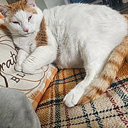 Snowy is registered to the contest to win money with this photo: cat, white_cat, orange_cat, pet, relaxed, sleepy, cozy, blanket, pillow, grateful, indoor, feline, fluffy, patterned, resting, cute, domestic_cat, closeup, home, comfortable