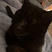 Storm is registered to the contest to win money with this photo: animal, black_cat, blanket, cat, closeup, cozy, cute, domestic, ears, feline, fur, indoor, nap, pet, relaxed, resting, sleeping, soft, tail, whiskers