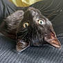 animal, black_cat, cat, close_up, curious, cute, domestic_animal, ears, eyes, fabric, feline, indoor, lying_down, pet, portrait, soft_light, texture, upside_down, whiskers, yellow_background