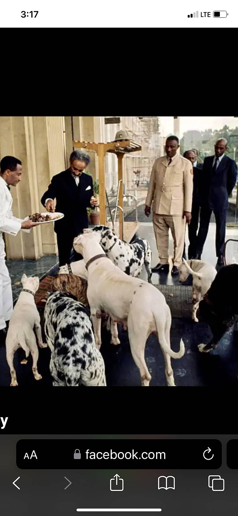 Babies joined the competition — help win amazing prizes! art, canidae, carnivore, coat, companion_dog, dog, dog_breed, event, fashion_design, formal_wear, fur, happy, hat, monochrome_photography, sporting_group, stock_photography, style, suit, trousers, working_animal