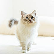 Ulys a rejoint le concours — aidez-le/la à gagner de superbes lots ! animal, bed, blue_eyes, cat, cozy, curious, cute, domestic, feline, fluffy, fur, indoor, natural_light, pet, portrait, soft, tail, whiskers, white, young_cat