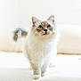 animal, bed, blue_eyes, cat, cozy, curious, cute, domestic, feline, fluffy, fur, indoor, natural_light, pet, portrait, soft, tail, whiskers, white, young_cat