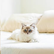 Ulys a rejoint le concours — aidez-le/la à gagner de superbes lots ! cat, blue_eyes, fluffy, white_cat, bed, pillow, indoor, pet, fur, relaxing, cozy, curtains, natural_light, animal, mammal, cute, domestic_cat, resting, portrait, feline