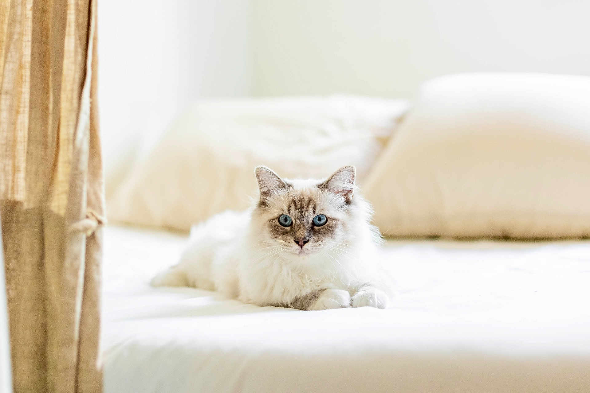 Ulys a rejoint le concours — aidez-le/la à gagner de superbes lots ! cat, blue_eyes, fluffy, white_cat, bed, pillow, indoor, pet, fur, relaxing, cozy, curtains, natural_light, animal, mammal, cute, domestic_cat, resting, portrait, feline