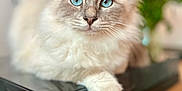 Ulys participe au concours pour gagner de l'argent avec cette photo : animal, background_blur, black_surface, blue_eyes, cat, close_up, curious, cute, domestic_animal, feline, flower, fluffy, indoor, pet, portrait, relaxed, soft_focus, table, whiskers, wooden_furniture