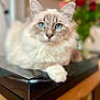 animal, background_blur, black_surface, blue_eyes, cat, close_up, curious, cute, domestic_animal, feline, flower, fluffy, indoor, pet, portrait, relaxed, soft_focus, table, whiskers, wooden_furniture