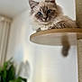 Ulys participe au concours pour gagner de l'argent avec cette photo : animal, blue_eyes, blurred_background, cat, closeup, cozy, curious, cute, domestic_cat, feline, fluffy, houseplant, indoor, kitten, pet, relaxed, soft_light, whiskers, wooden_perch, young_cat