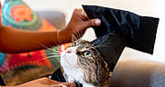 Maxi is registered to the contest to win money with this photo: abyssinian, animal, bag, bodypart, cat, clothing, couch, doctor, face, finger, formalwear, furniture, hand, hat, head, kitten, manx, people, person, pet