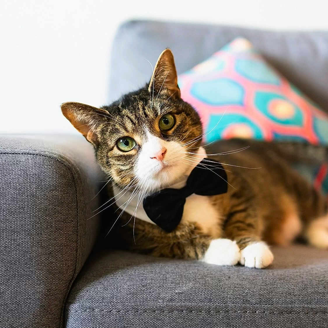 Maxi is registered to the contest to win money with this photo: abyssinian, animal, architecture, armchair, building, cat, chair, couch, cushion, furniture, homedecor, indoors, kitten, livingroom, manx, person, pet, pillow, room, sleeping