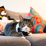 Maxi is registered to the contest to win money with this photo: abyssinian, animal, architecture, building, cat, couch, cushion, furniture, homedecor, indoors, kitten, livingroom, machine, manx, pet, pillow, plush, room, toy, wheel