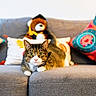 Maxi joined the competition — help win amazing prizes! animal, applique, architecture, beak, bird, building, cat, couch, cushion, furniture, homedecor, indoors, kitten, livingroom, manx, pet, pillow, plush, room, toy