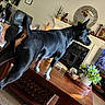 black_dog, carpet, coffee_table, dog, fireplace, furniture, home_decor, houseplant, indoor, living_room, mirror, pointed_ears, portrait, short_fur, side_profile, standing, tan_markings, television, tilted_composition, wall_clock